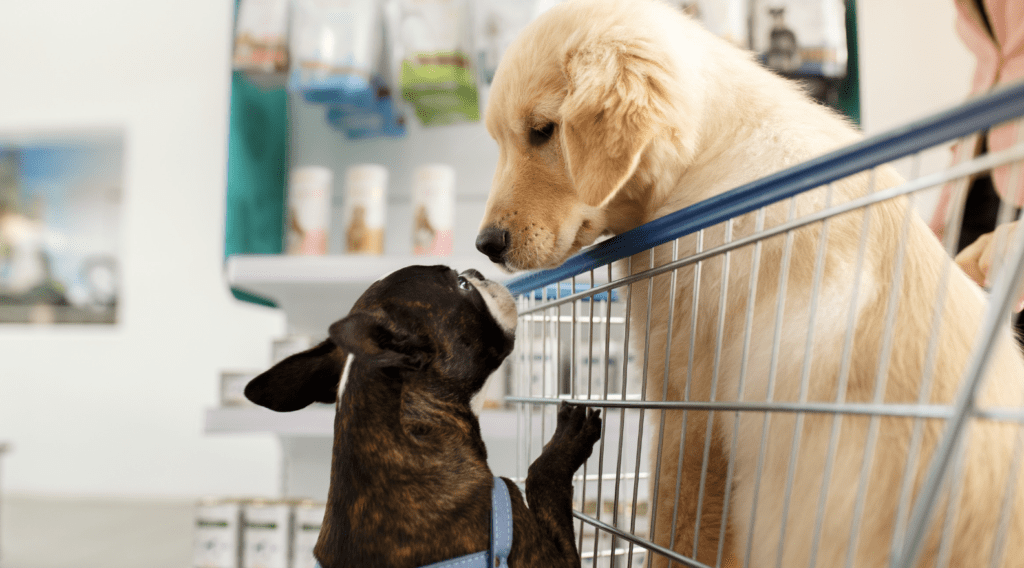 Mandat za psa w sklepie. Nawet 1000 zł za chwilę nieuwagi czy pies może wchodzić do sklepu