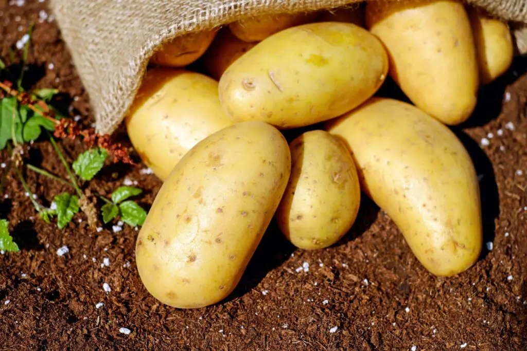 Zbiory ziemniaków mogą spaść nawet o 30 proc. Frytki i chipsy będą wyraźnie droższe